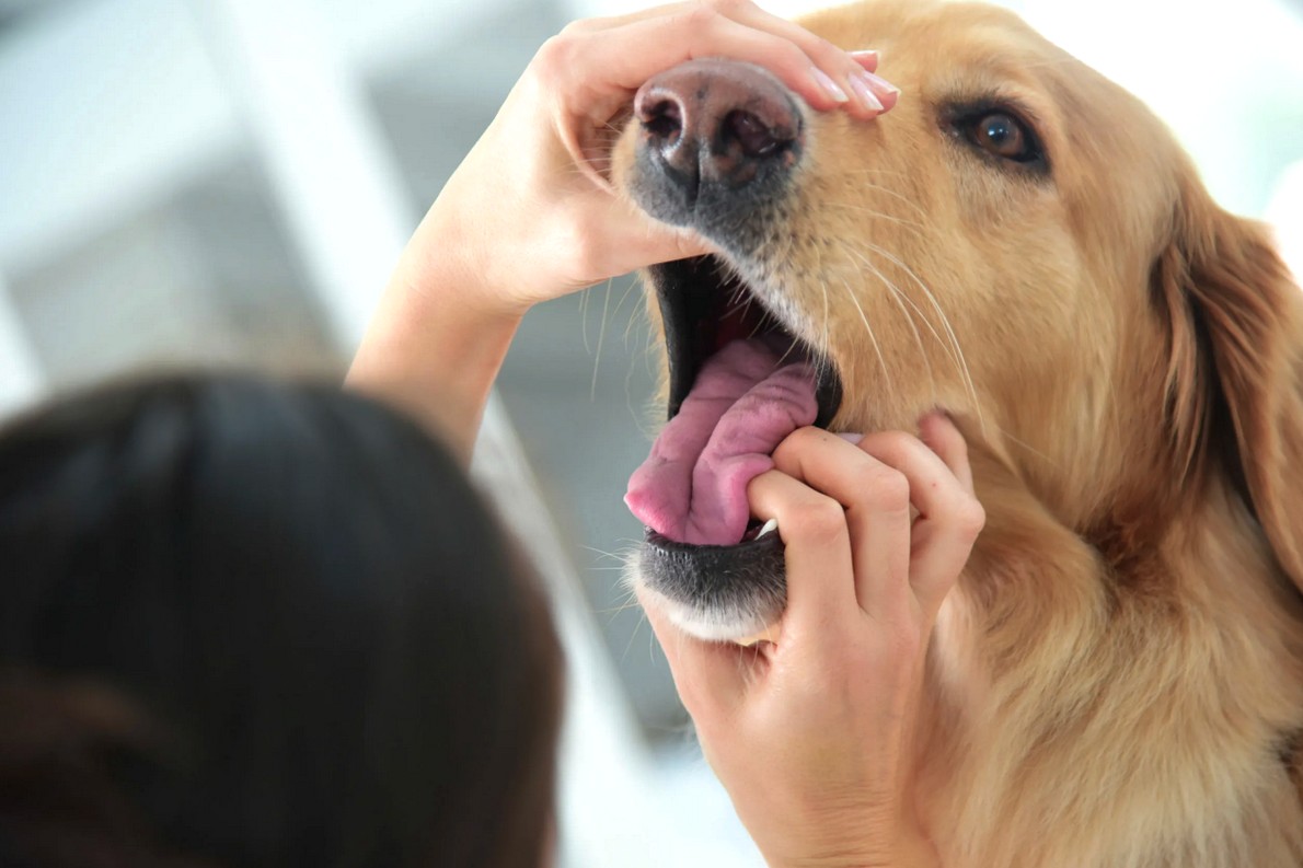 7 Signs Indicating Your Pet Needs a Dental Care