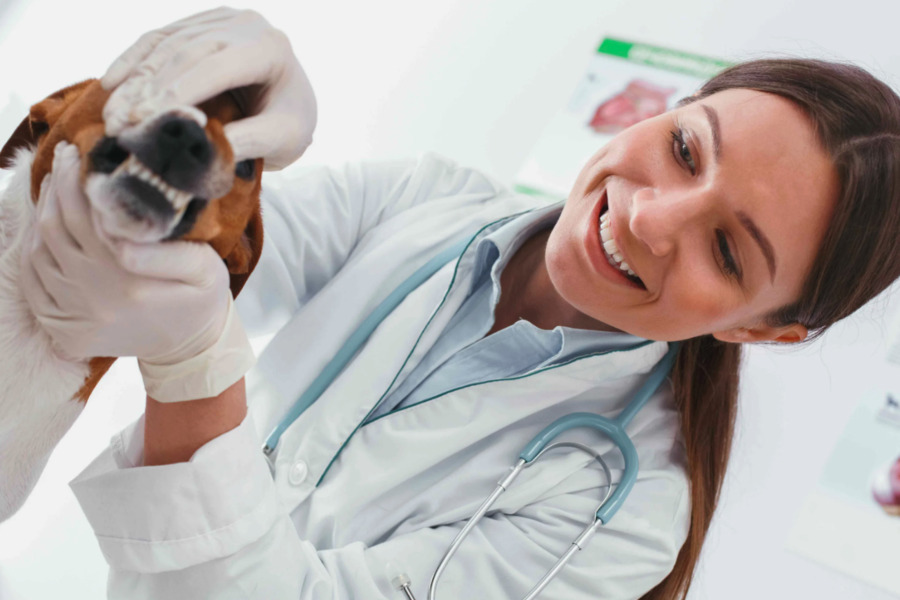 Comprehensive Guide to Dental Health in Dogs